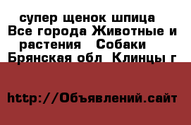 супер щенок шпица - Все города Животные и растения » Собаки   . Брянская обл.,Клинцы г.